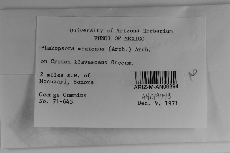 Phakopsora mexicana image