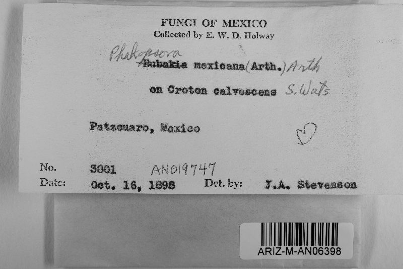 Phakopsora mexicana image
