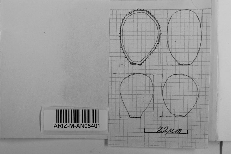 Phakopsora pachyrhizi image