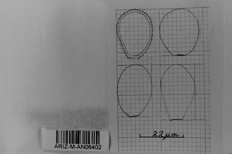 Phakopsora pachyrhizi image