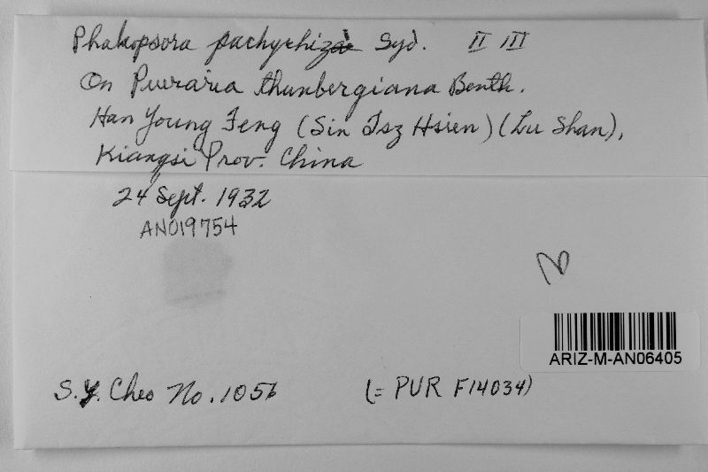 Phakopsora pachyrhizi image