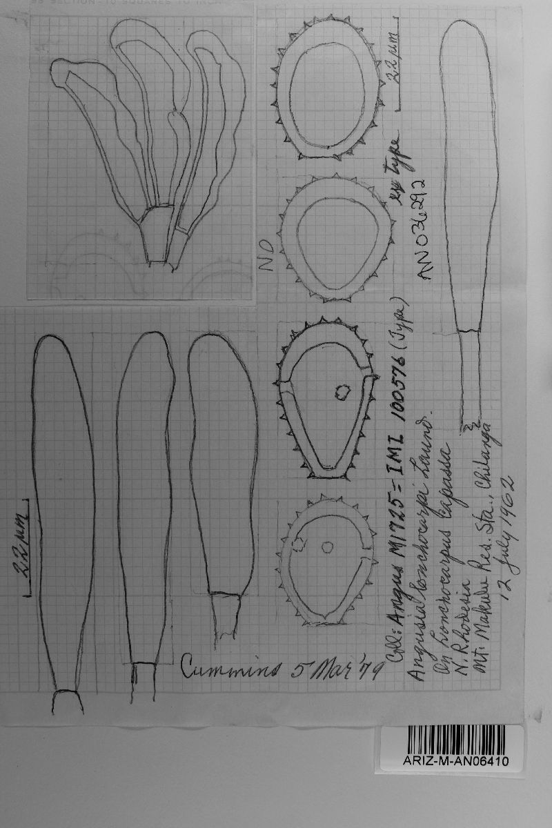 Maravalia lonchocarpi image