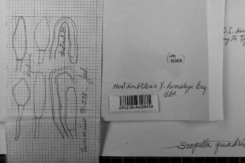 Maravalia quadrilobata image