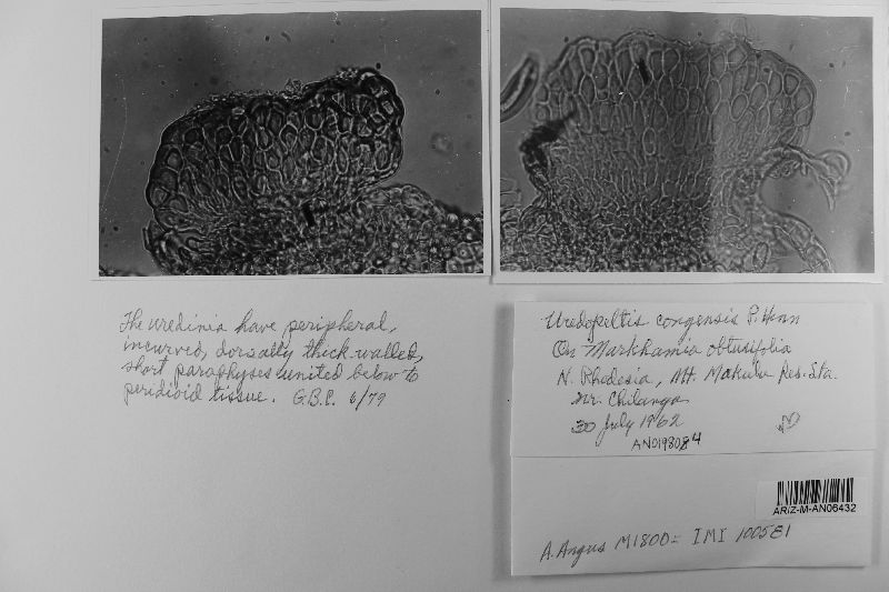 Uredopeltis congensis image