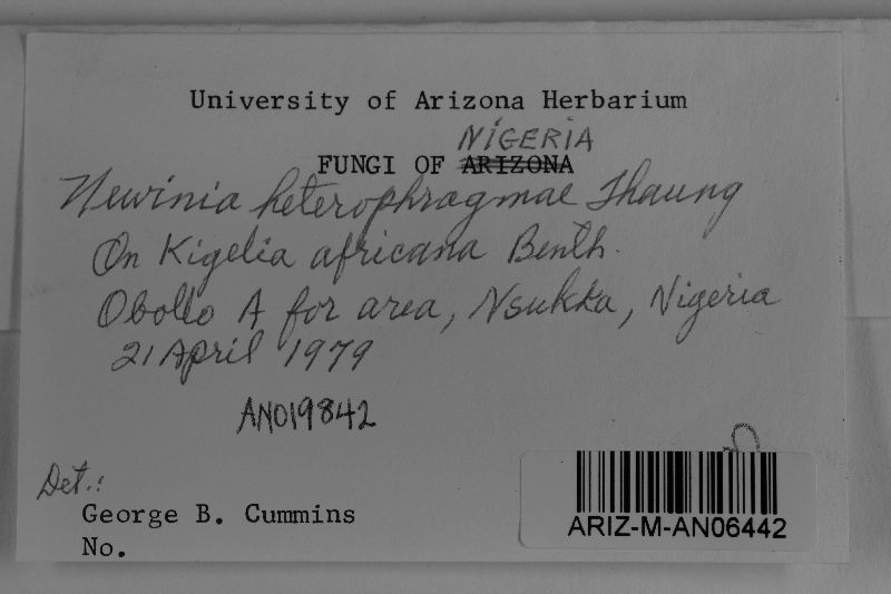 Newinia heterophragmatis image