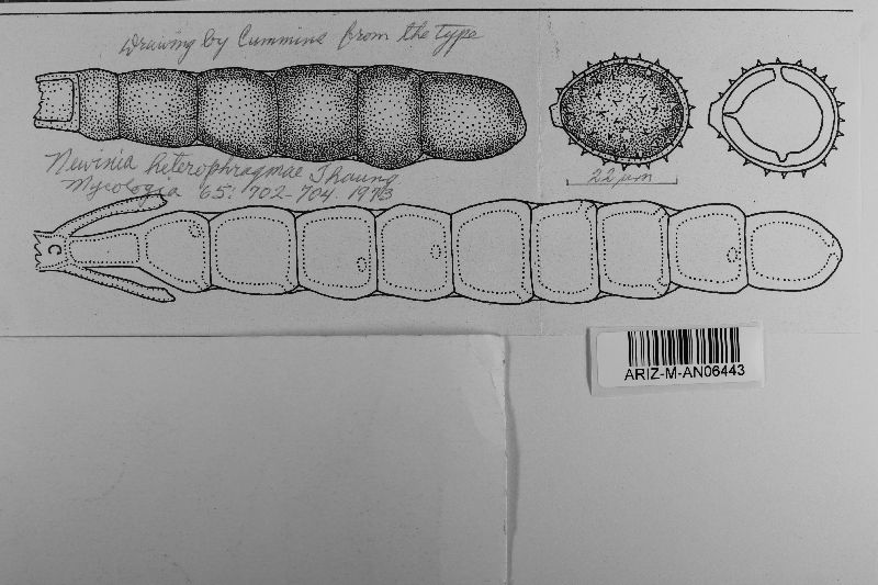 Newinia heterophragmatis image