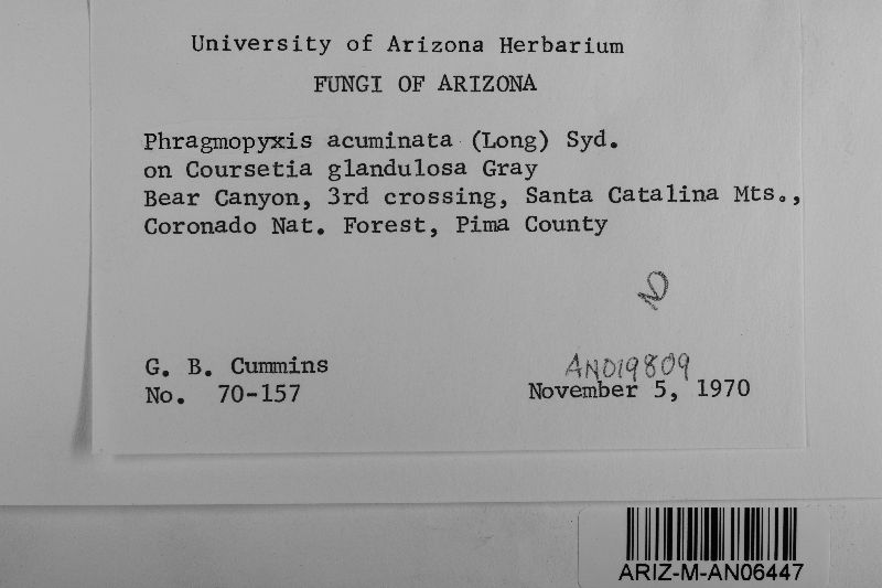Phragmopyxis acuminata image