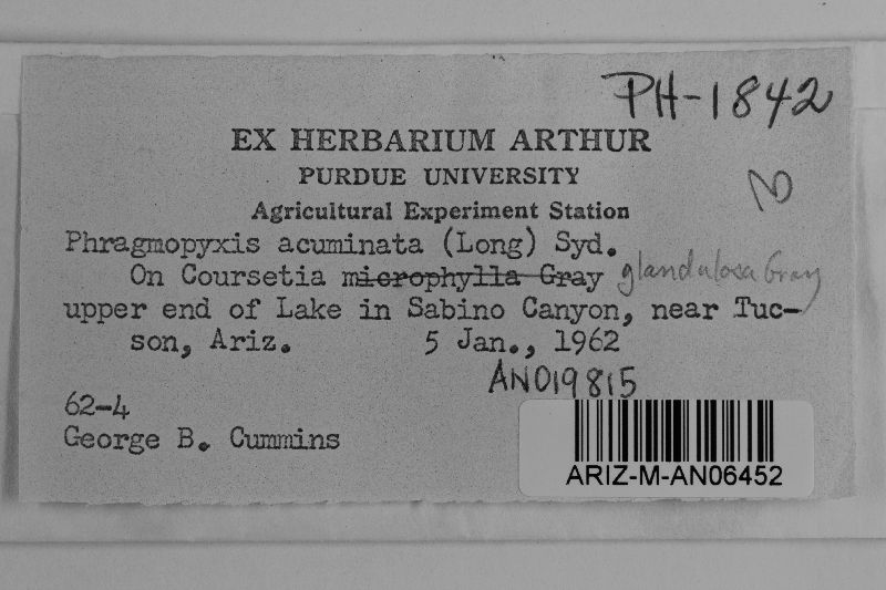 Phragmopyxis acuminata image