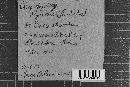 Phragmopyxis deglubens image