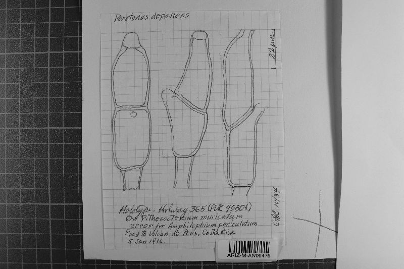 Porotenus depallens image