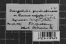 Tranzschelia pruni-spinosae image