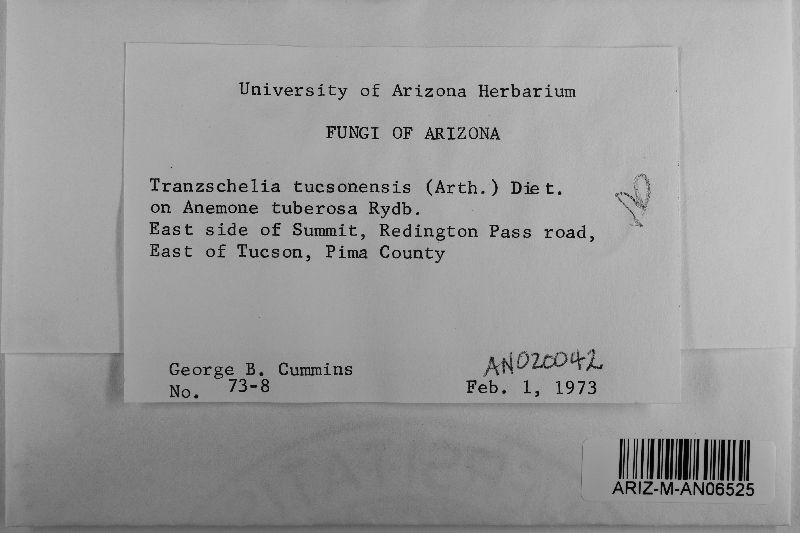 Tranzschelia tucsonensis image