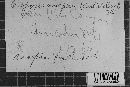 Uropyxis amorphae image