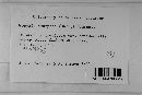 Uropyxis amorphae image