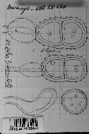 Uropyxis daleae image