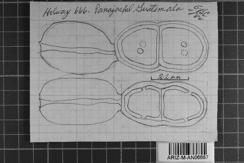 Uropyxis holwayi image