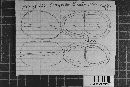 Uropyxis holwayi image