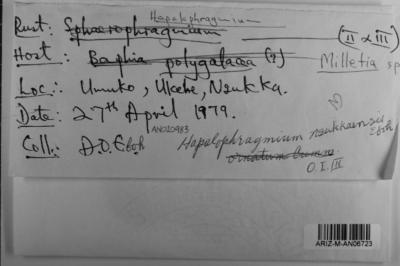 Hapalophragmium image