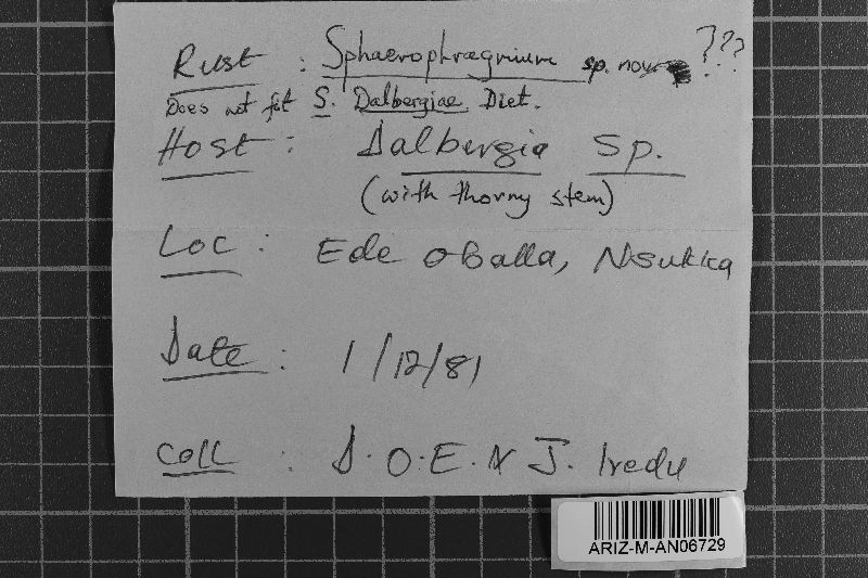 Sphaerophragmium longicorne image