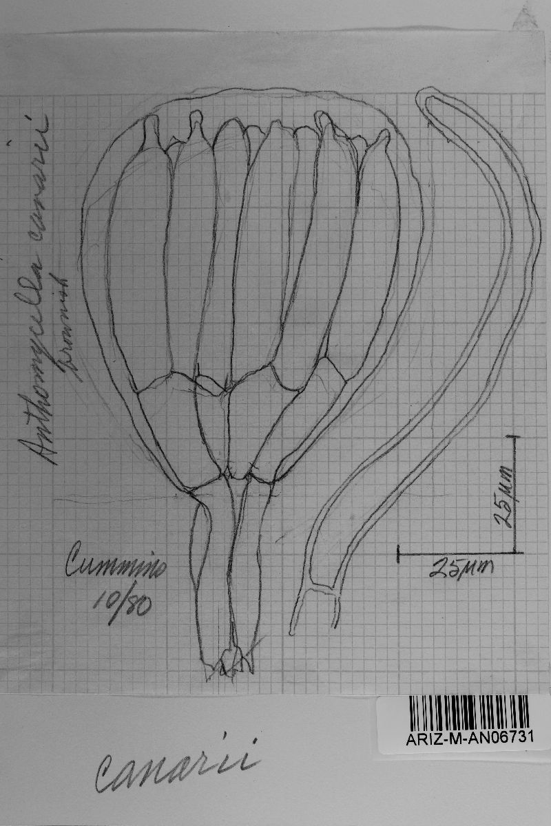 Anthomycetella canarii image