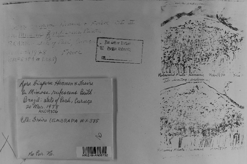 Apra bispora image