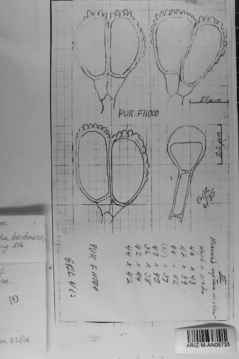 Dicheirinia archeri image