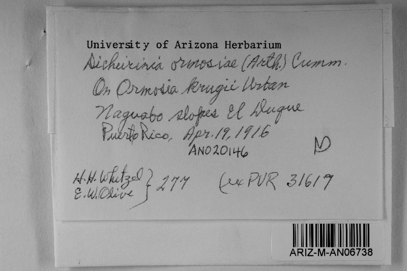 Dicheirinia ormosiae image