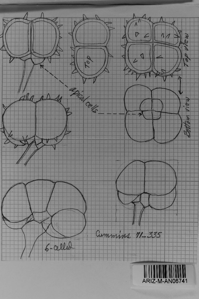 Dicheirinia spinulosa image