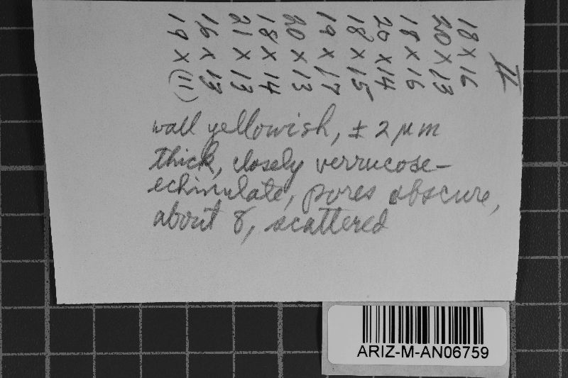 Ravenelia bajacalensis image
