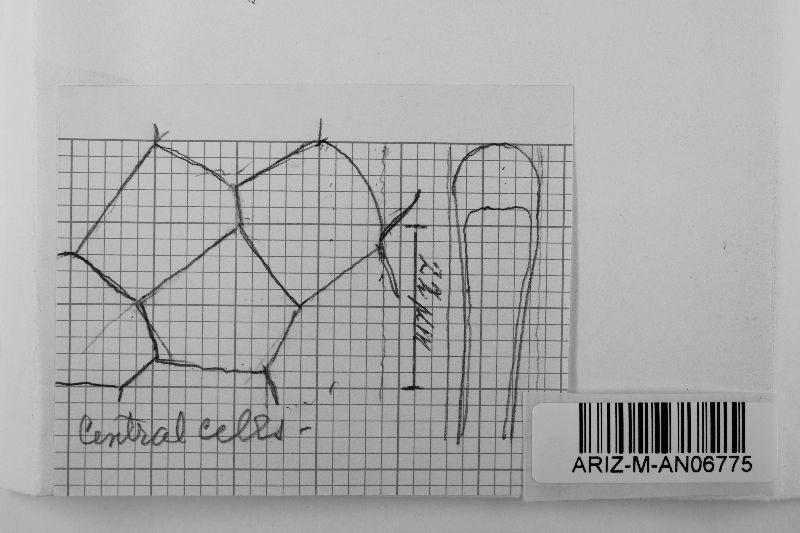 Ravenelia bifenestrata image