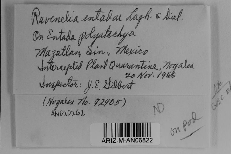 Ravenelia entadae image
