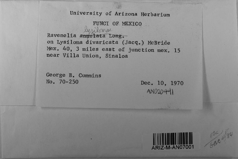 Ravenelia lysilomae image