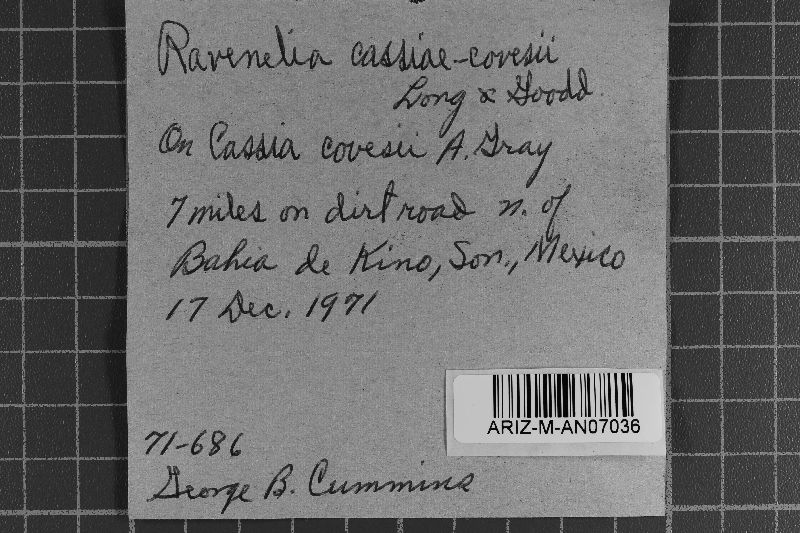Ravenelia cassiae-covesii image