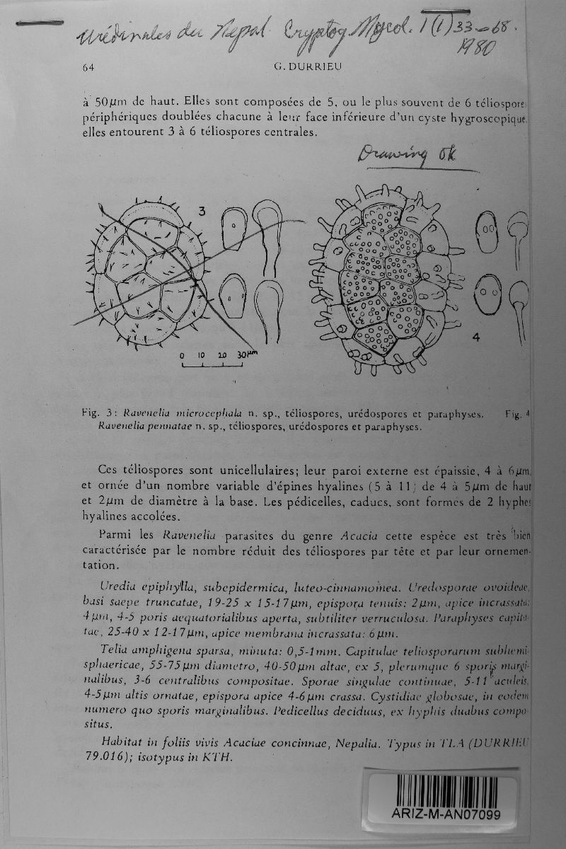 Ravenelia pennatae image