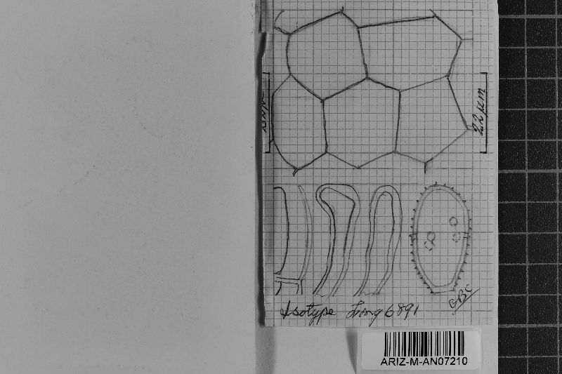 Cephalotelium subtortuosae image