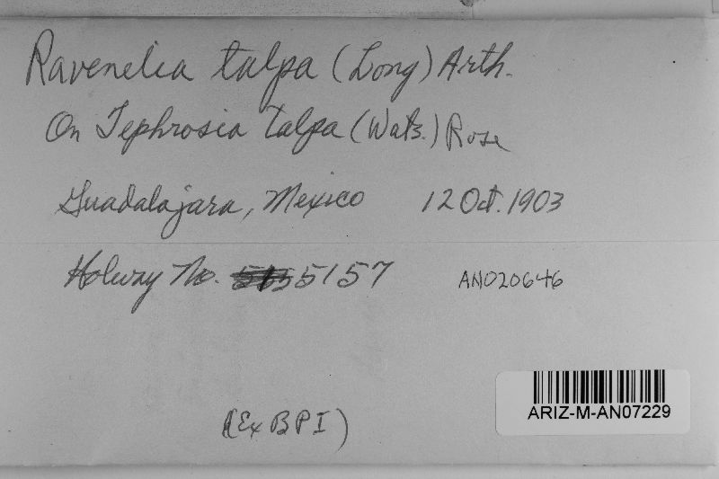 Ravenelia talpa image
