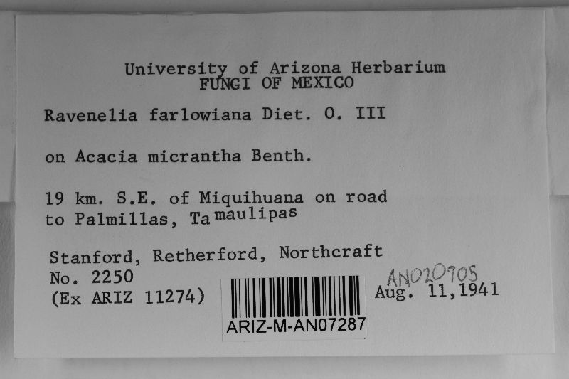 Ravenelia farlowiana image