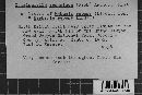 Cumminsiella mirabilissima image