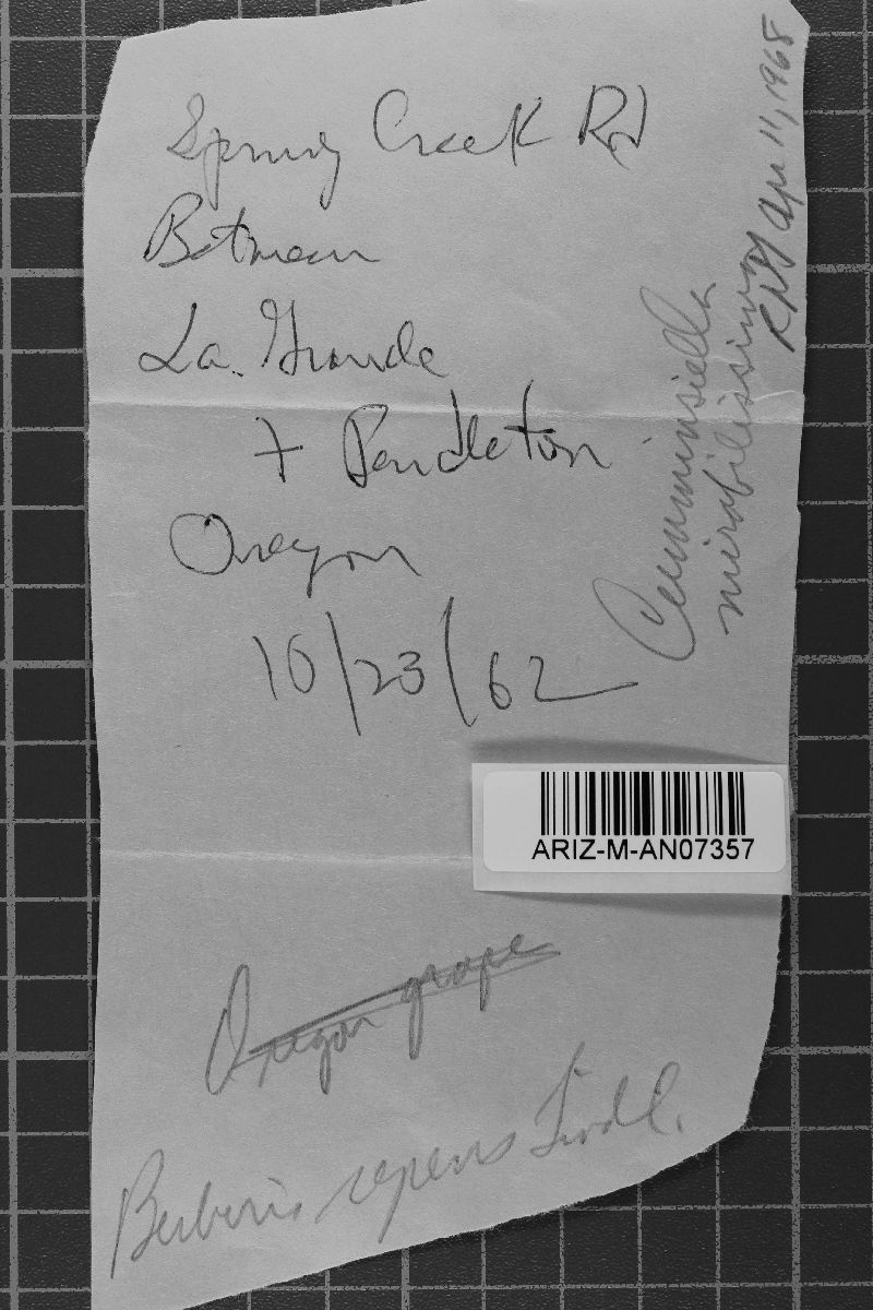 Cumminsiella mirabilissima image