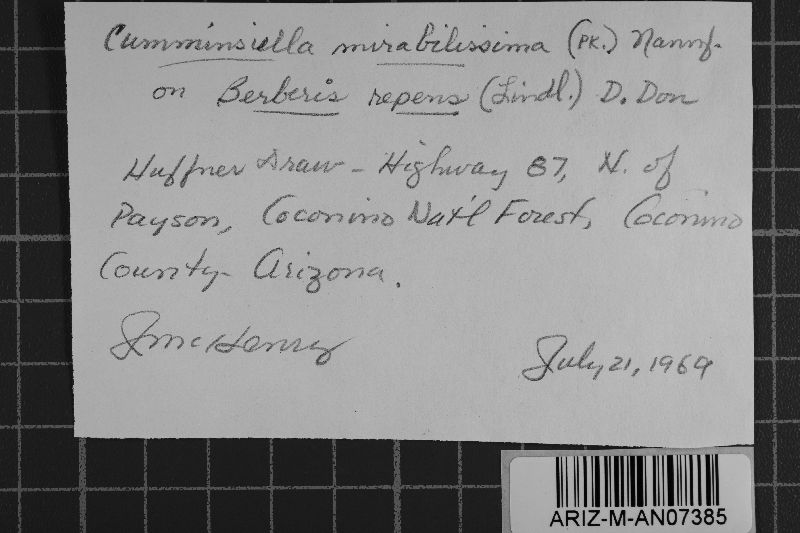 Cumminsiella mirabilissima image