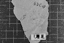 Cumminsiella wootoniana image
