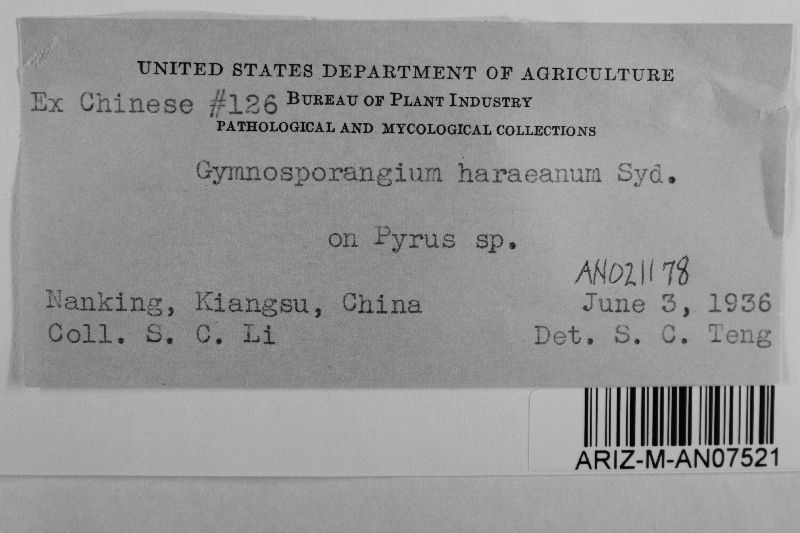 Gymnosporangium asiaticum image