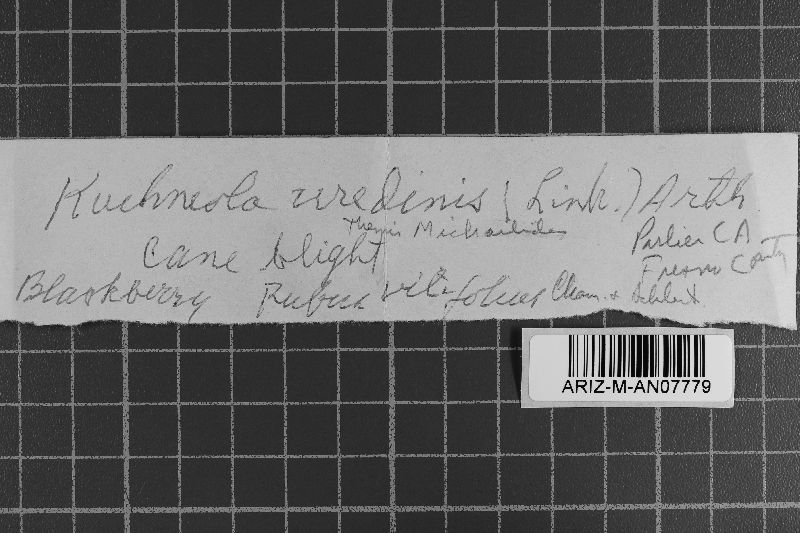Kuehneola uredinis image