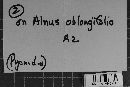 Cytosporopsis umbrinus image