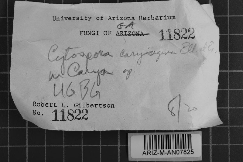 Cytospora caryigena image