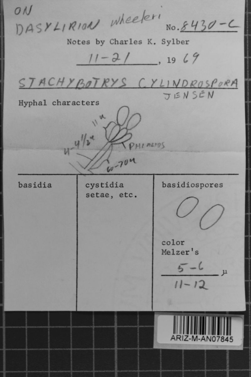 Stachybotrys cylindrospora image