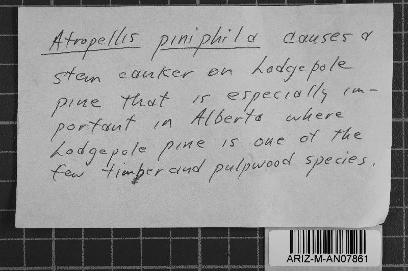 Atropellis piniphila image