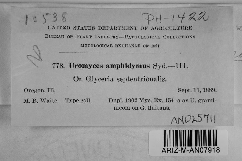 Uromyces amphidymus image