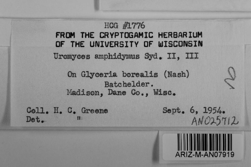 Uromyces amphidymus image