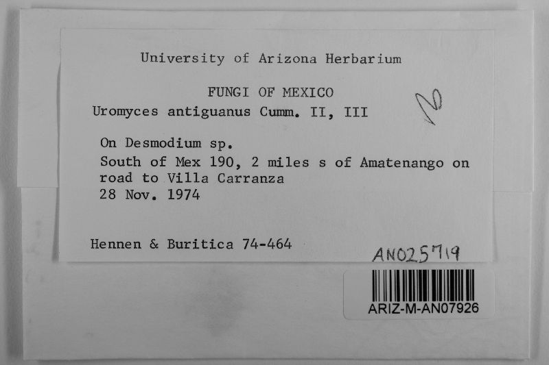 Uromyces antiguanus image